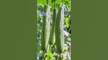 7 CÔNG DỤNG TUYỆT VỜI CỦA QUẢ MƯỚP|Dr Hiệp