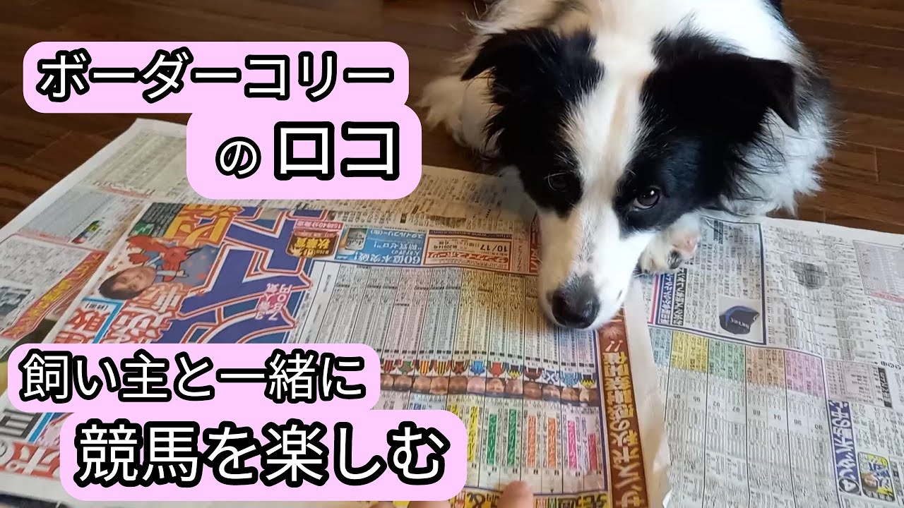 ボーダーコリーのロコ 飼い主と一緒に競馬を楽しむ - YouTube
