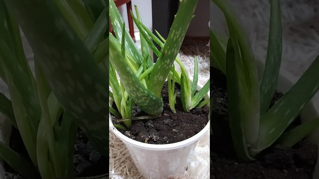 Aloe Vera lucky plant YouTube