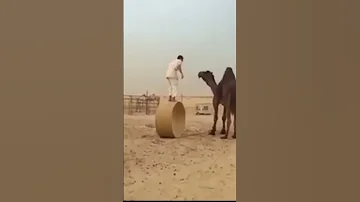 شاهد القفز على الجمل 