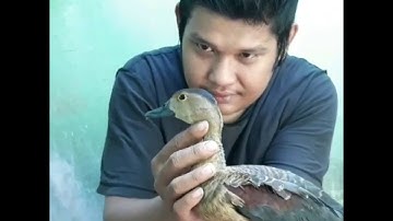 #burungbelibis                                                     KENALAN DENGAN BEBEK LIAR BELIBIS