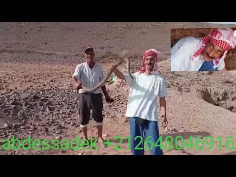 تعالوا تشوفوا معنا هذا الثعبان الكبير بودجاجه اللي ساكن في هذا المغاره نواحي الحج اكسبلور
