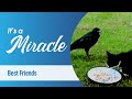 Episode 29, Season 2, It's a Miracle - The Breath of Angels; Best Friends; Connected by Love