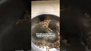 What bacteria are these With different shapes?#fungus #fyp #funny #popular #usa