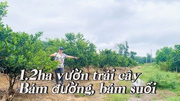 Bán Vườn Trái Cây Đủ Loại 1,2ha Có Suối – Có Điện Năng Lượng – Đang Cho Thu Hoạch!