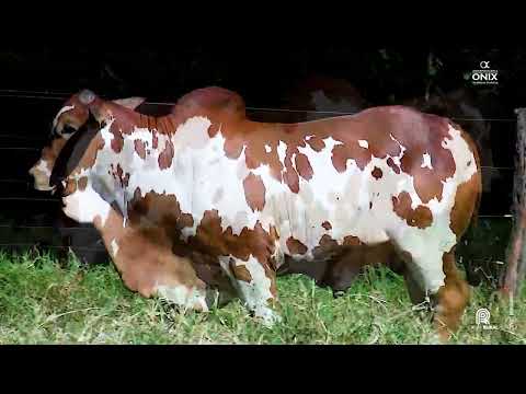 LOTE 251