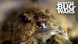 Mangrove Tree Crab vs Leopard Wandering Spider | MONSTER BUG WARS