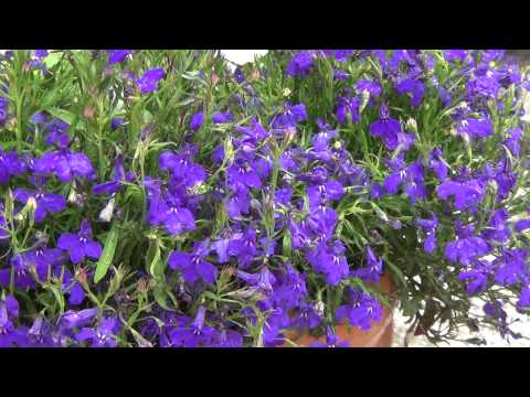 Video: Lobelia Ampel: Pflanzen und Pflege, Foto