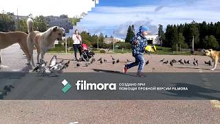 Наглые собаки, голуби, Питкяранта Наглые собаки, голуби, Питкяранта