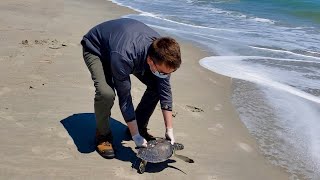 Rescued Sea Turtles Return to the Sea!