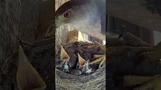 Hawk Stole Robin Chicks From Nest 🦅😱 #animals #nature #wildlife