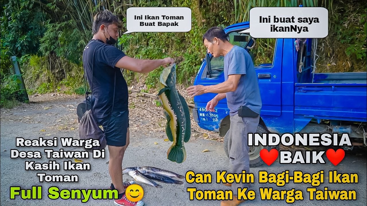 Berbagi Ikan Toman Ke Petani Taiwan Hasil Menombak Di Sungai Sarang Ikan Toman