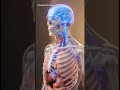 What happens when you don't eat for 24hrs #bodyfactvault #anatomy #health