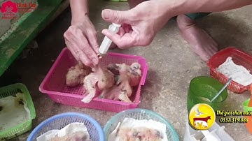 Mô hình nuôi bộ chim bồ câu từ 1 ngày đến 30 ngày.  21.03.2020 bán cám nuôi bộ 0969367367