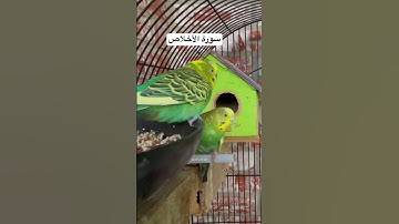 #سورة_الإخلاص #عبدالباسط_عبدالصمد #القرآن_الكريم #المصحف #العراق #مصر #quran #birds #budgies #usa