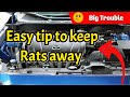 Easy Tip To Keep Rodents, Mice &amp; Rats Out of Your Engine Bay
