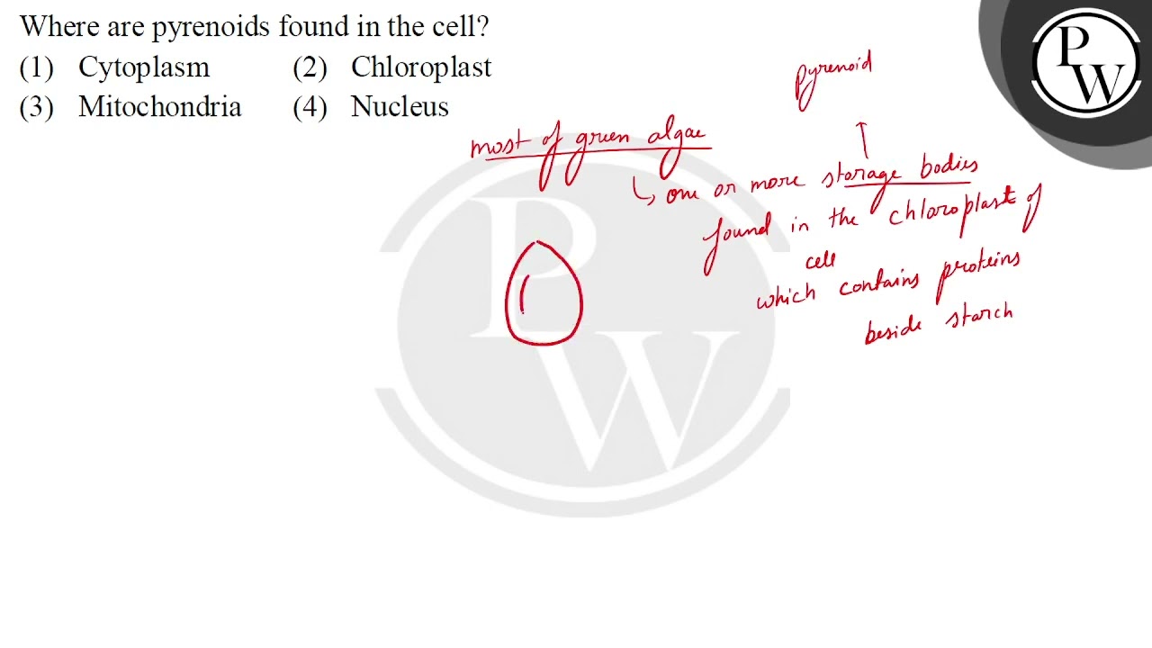 Where are pyrenoids found in the cell?....