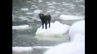 A Russian fisherman saves a dog