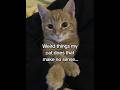 Cats are weird... and I wouldn't change a thing 😺 #cat #petparents #ads