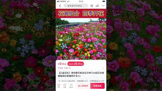 Discover The Beauty Of Wildflowers  A Few Packs Are Enough