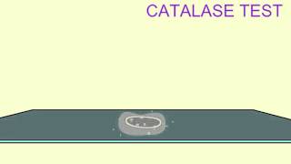 MICROBIOLOGY: CATALASE TEST