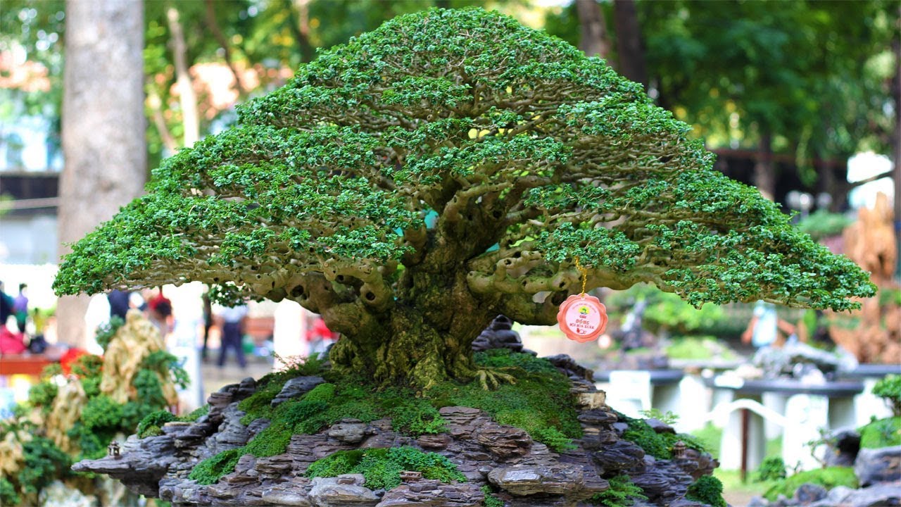 A maior exposição de Bonsai e Penjing do Vietnã - Episódio Penjing