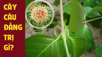 Lợi ích của cây câu đằng đối với sức khỏe là gì?