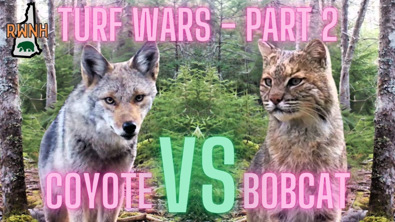 Coyote VS Bobcat (Turf Wars - Part 2) - White Mountains, New Hampshire