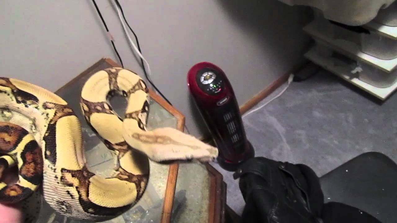 heteroflexible define 2012 Individual Boa Updates Clio and Medusa