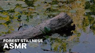 Black Forest Stillness ASMR 4K | Gentle Water Sounds for Sleep (45 Min)