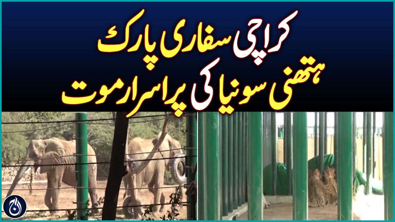 Elephant Sonia dies in Karachi Safari Park - Aaj News