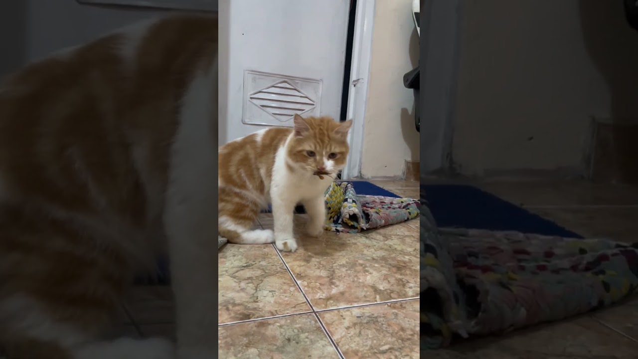 Cat hunting a cockroach 🐈❤️ 