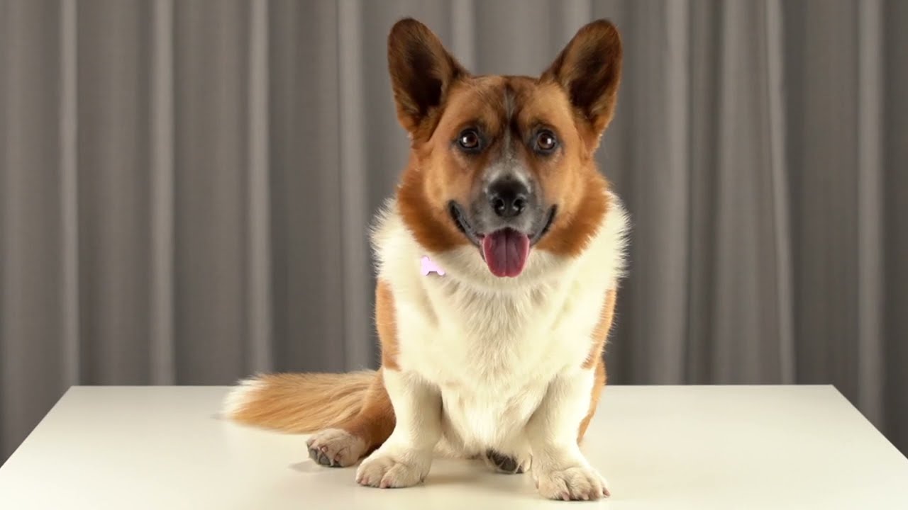 Обзор капель от глистов | Празицид комплекс для собак | Апиценна | Из России