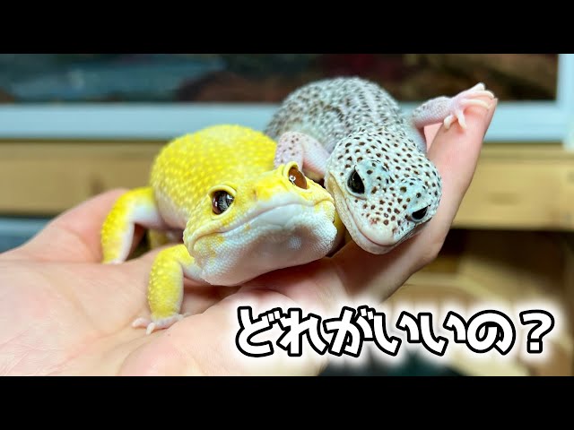 About leopard gecko floor coverings. - YouTube