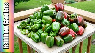Early Pepper Harvest (Bacterial Leaf Spot Disease)  the Container Garden Greenstalk, Grow Vertical @RainbowGardens