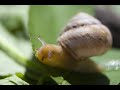 Snail (Macroshot)