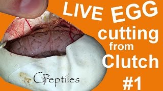 Cutting Ball Python Clutch #1 LIVE! 2016