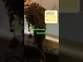 Growing Like A Boss Homegrown Cannabiseducation Germangrow Dj Weed WeedLand Psytrancefamily Growing Like A Boss Homegrown Cannabiseducation Germangrow Dj Weed WeedLand Psytrancefamily