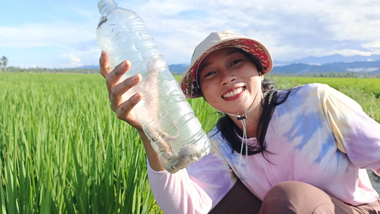 MANCING BELUT DI SAWAH