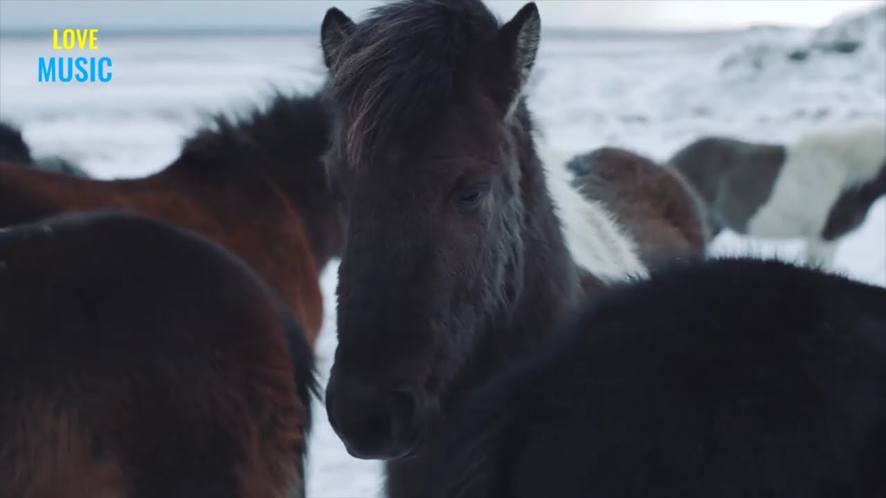 Busting Common Myths about Horse Coat Colors: Dilutions