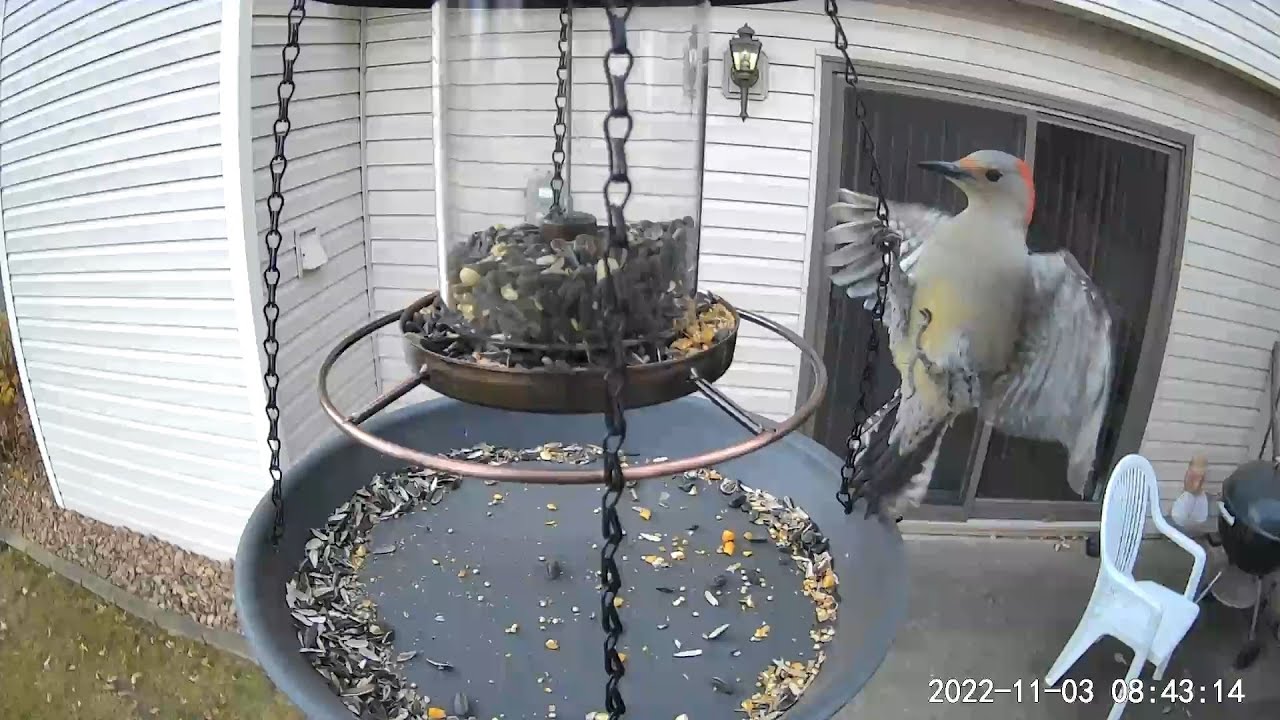 2022/11/03 - Red-bellied Woodpecker | House Finches - YouTube