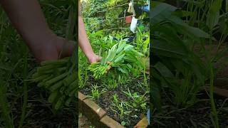 Penyemaian - Tunas - Daun Sejati - Panen! #gardening