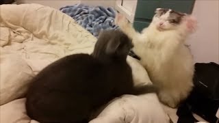 ロシアンブルーとスコティッシュの縄張り争い　猫パンチの応酬