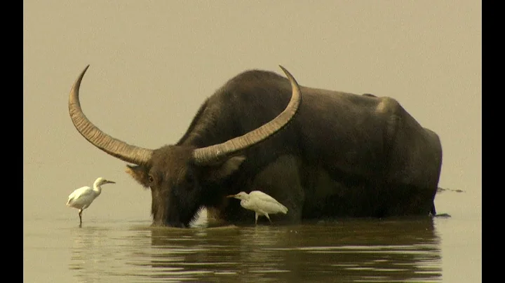 Water buffalos (Bubalus arnee) in Kaziranga