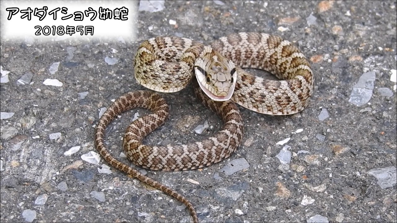 アオダイショウ 幼蛇 Japanese Rat Snake Elaphe Climacophora Youtube