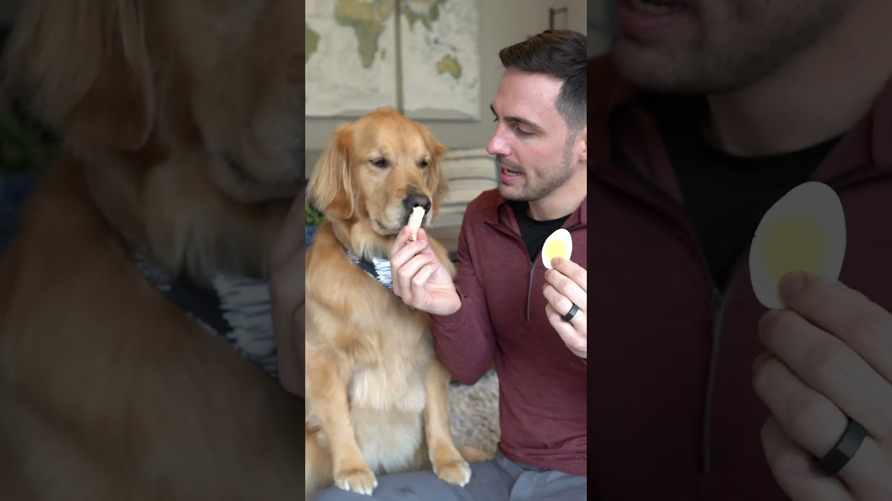 Dog picks between salmon and hard boiled egg