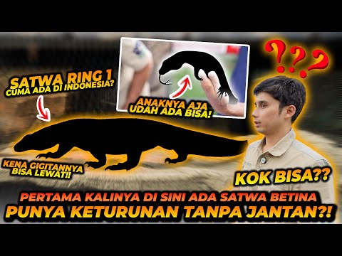 Ajaib ! Satwa Ini Dapat Berkembang Biak Tanpa Jantan ?! Satwa Ring 1 Prioritas Negara !