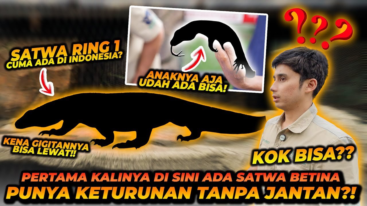 AJAIB ! SATWA INI DAPAT BERKEMBANG BIAK TANPA JANTAN ?! SATWA RING 1 PRIORITAS NEGARA !