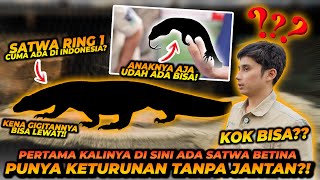 Ajaib ! Satwa Ini Dapat Berkembang Biak Tanpa Jantan ?! Satwa Ring 1 Prioritas Negara !
