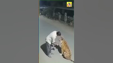 Truth Behind Viral Tiger Video! No, Raju Patel Didn’t Offer Alcohol to a Bengal Tiger | #FakeNews